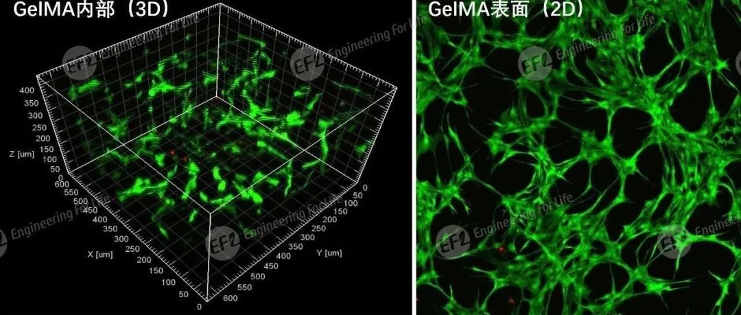 【答疑】GelMA水凝胶使用常见问题汇总