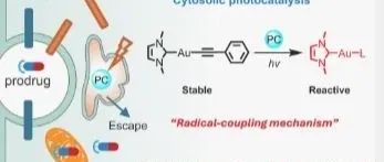 JACS| 亚细胞光催化实现有机金复合物对硫氧还蛋白还原酶I的选择性抑制