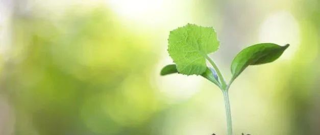 农大本科毕业！三年连发6篇CNS！掌握最新技术，植物科学领域迎来巅峰时刻！