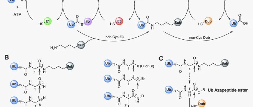 JACS|泛素氮肽酯作为下一代泛素信号通路中半胱氨酸酶的活性探针