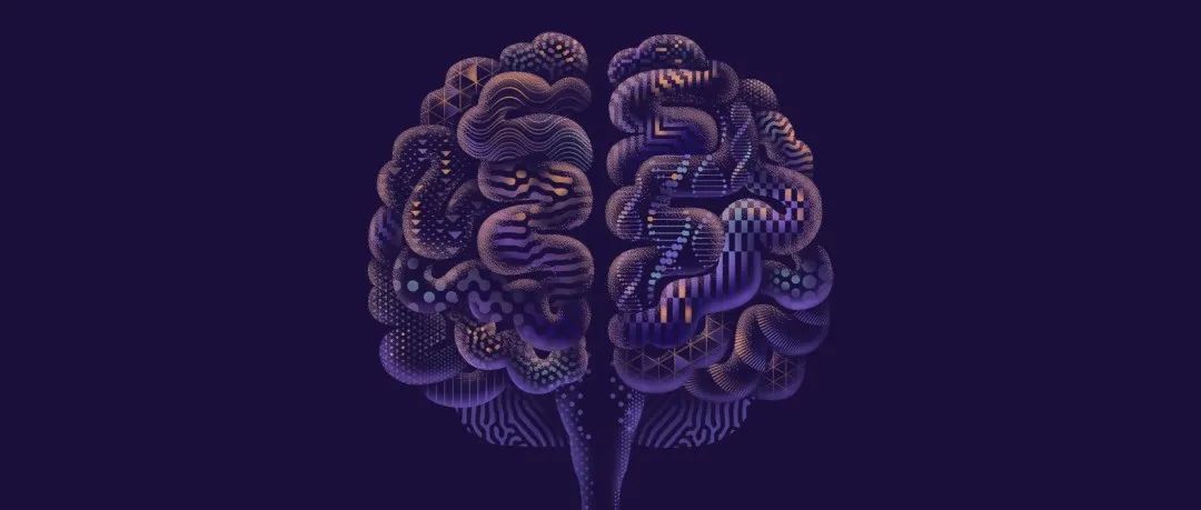 图文解说：人类大脑独一无二，但为什么？|《自然》长文