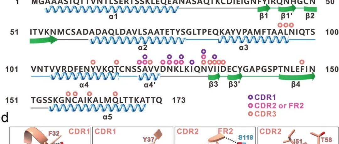 Cell Discov | 中国医学科学院病原生物学研究所杨威课题组揭示了中和性纳米抗体在抵御痘病毒感染中的保护机制