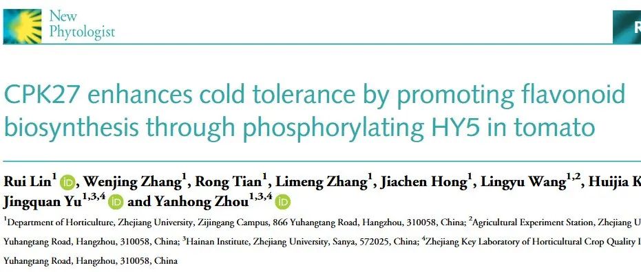 文献分享 | CPK27 通过磷酸化番茄中的 HY5 促进类黄酮生物合成来增强耐寒性