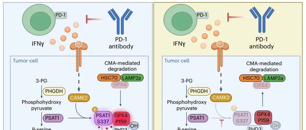 Nat Chem Biol | 浙江大学许大千等表明PSAT1通过GPX4羟基化损害铁死亡并降低免疫治疗效果！