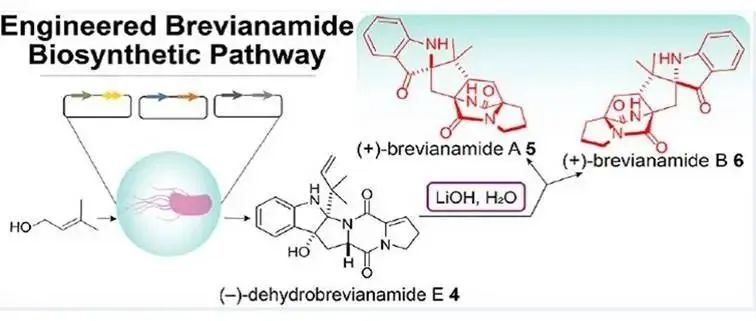 阅读 ACS Catal |&#160;设计生物合成途径以合成(+)-Brevianamides A和B