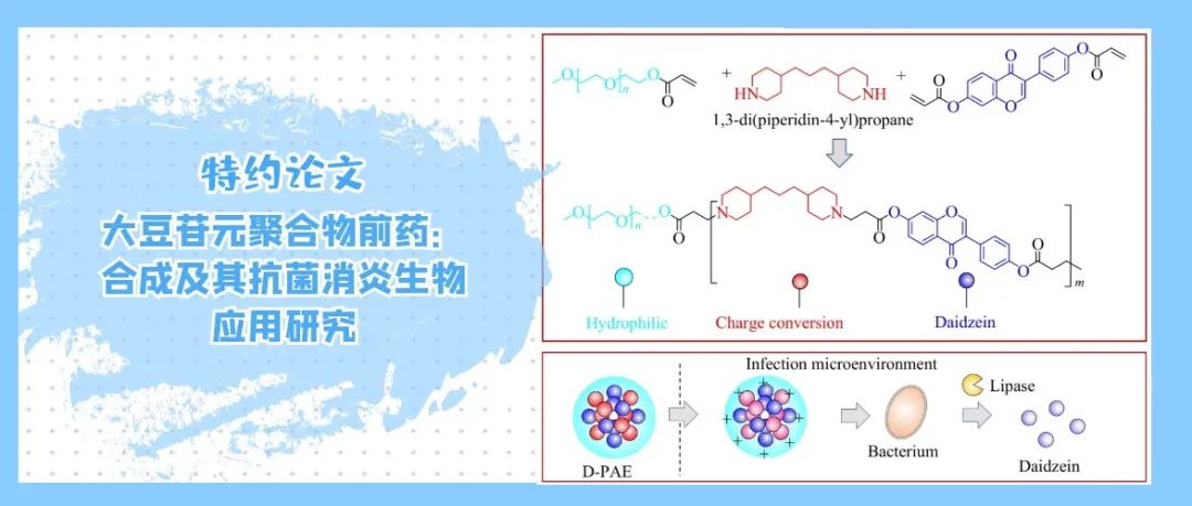 南开大学史林启/刘勇团队特约论文：大豆苷元聚合物前药：合成及其抗菌消炎生物应用研究