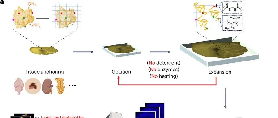 文献分享 ｜ Nature Methods　｜组织膨胀质谱成像技术用于生物分子高分辨空间成像