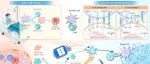 The Innovation Medicine | 树突状细胞：解锁肿瘤免疫治疗新策略
