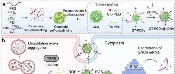 【Biomaterials】基于聚合物碳点的ROS响应型纳米药物用于帕金森病的核基因递送与自噬修复