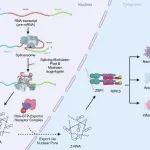 Mol Cell｜浙江大学莫玮/杨章华团队揭示Z构象核酸—mRNA剪接异常的危险信号