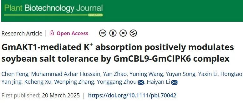 GmAKT1 介导的钾离子吸收通过 GmCBL9 - GmCIPK6 复合物正向调节大豆的耐盐性