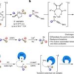 浙江大学有机催化-立体化学 | Nature Catalysis