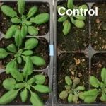 研究成果发表在Nature Genetics/Nature Communications等期刊，他将领衔主讲基因编辑实操演练课程