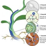 英国约克大学、荷兰瓦格宁根大学New Phytol.：利用超富集植物回收技术关键金属——我们目前处于何种阶段？