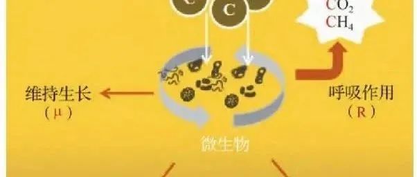 微生物碳利用效率（CUE）测定-材料与方法
