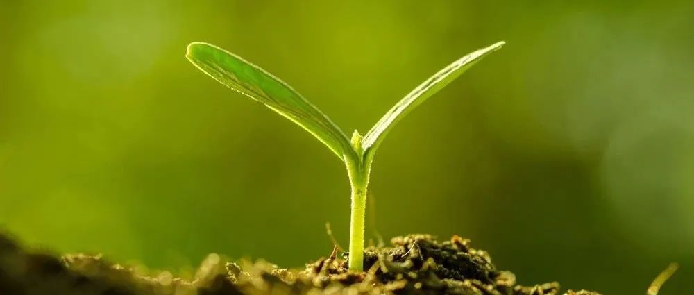 Nature | 利用单细胞转录组学揭示植物根组织如何适应土壤胁迫