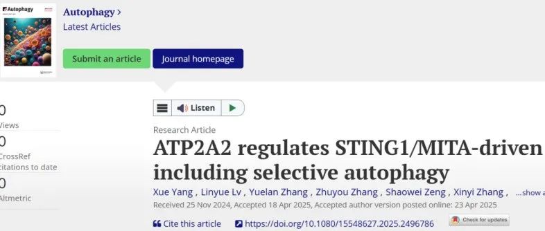 Autophagy丨武汉大学付碧石团队研究揭示了ATP2A2在STING1介导的干扰素反应和自噬反应中都起着调节作用