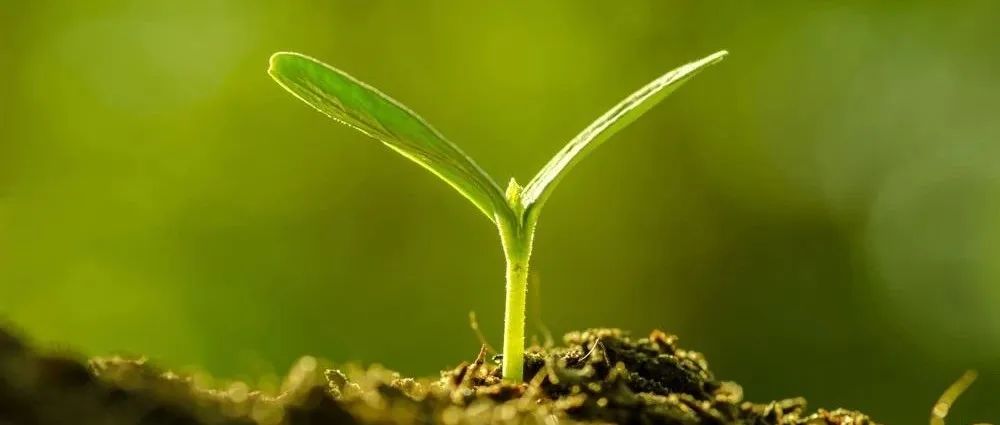 SBB | 丛枝菌根真菌菌丝密度(而非多样性)促进刺槐人工林土壤微生物残体积累