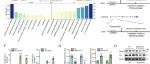 Adv Sci丨中国农科院唐中林团队揭示lncRNA-MEG3通过液-液相分离调控骨骼肌质量与代谢稳态的分子机制