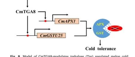 【文献解读】沈阳农业大学园艺学院齐红岩团队揭示CmTGA8介导海藻糖诱导的质外体活性氧平衡以增强甜瓜幼苗耐冷性的分子机制