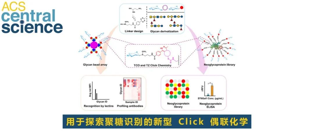 ACS Central Science | 用于探索聚糖识别的新型 Click 偶联化学