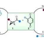 【Angew. Chem.】西北大学周岭、陈洁课题组：发展了路易斯酸催化BCB与醌的发散性反应