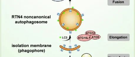 Cell Discovery | 中山大学高瑛/康铁邦研究提出了一种新的分泌型ER自噬途径