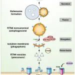 Cell Discov丨中山大学康铁邦/高瑛团队揭示新型亚细胞结构Rafeesome的发生机制