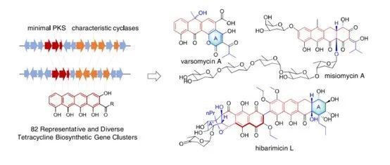阅读 JACS | 基因组挖掘揭示四环素家族天然产物的分子多样性