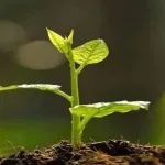 研究成果发表在Nature Genetics/Nature Communications等期刊，他将领衔主讲基因编辑实操演练课程