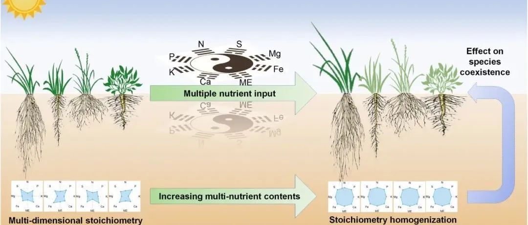 植物化学计量比丨GLOBAL CHANGE BIOL：多种营养元素的添加使草甸草原上的多维植物化学计量趋于一致
