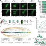 Nature|鉴定活细胞中RNA-蛋白复合体新方法