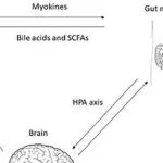 Advanced Biology | 骨骼肌-肠-脑轴与精神疾病——从肠道菌群到心理健康的新视角