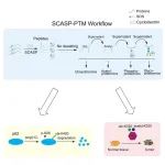 Cell Reports | SCASP-PTM揭示p62蛋白降解和ALDOA介导的肿瘤进展机制