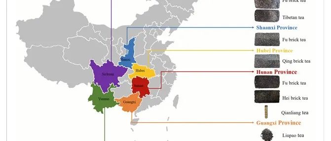 中国黑茶中赭曲霉毒素A的膳食评估及茶多酚对产赭曲霉毒素A黑曲霉的抑制作用