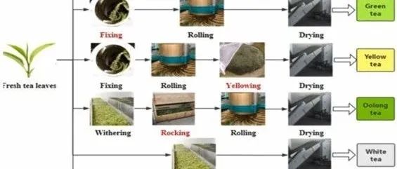 【茶香探索】季节性变化与地理环境对茶叶生物活性成分及感官品质的影响