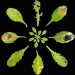 师从施一公、发表Nature和Science，中科大教授最新Nature子刊破解植物激素“电梯式”转运机制