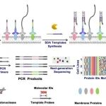 PNAS | 基于邻近激活的DNA编码扫描测序技术用于膜蛋白纳米结构的大规模解析