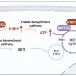 Nat Commun | 上海交通大学张良等团队合作揭示PRPS2是一种磷酸核糖焦磷酸合成酶亚型可调节RNA甲基化