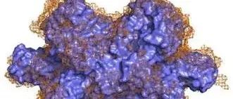 J Am Soc Mass Spec|非变性离子淌度质谱研究蛋白离子电荷依赖性压缩和理论