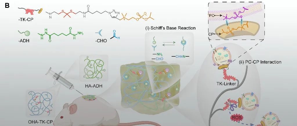 南开大学刘定斌教授团队 JACS：智能水凝胶精准递送外泌体 - 攻克糖尿病耐药菌感染创面愈合难题