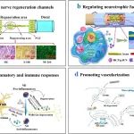 深圳大学陈仕国教授团队《Prog. Mater. Sci.》综述：周围神经损伤修复用聚合物支架