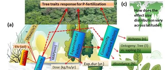海南大学研究团队揭示全球范围磷素添加对树木光合特性和生产力影响