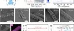 同济大学甘礼华&刘明贤教授团队EES：多重氢键自组装超结构材料构筑全有机铵离子电池
