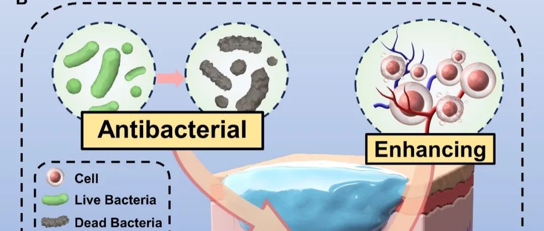 福州大学林子俺研究员团队 AFM：一种具有自氧化特性的邻位二羟基广谱抗菌共价有机框架水凝胶用于促进糖尿病伤口愈合