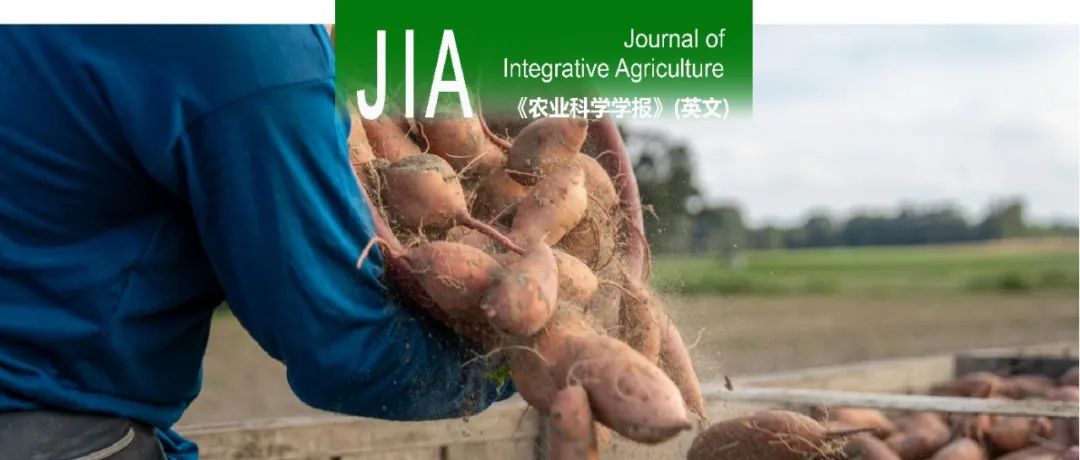 JIA｜中国农业大学刘庆昌教授团队发现IbTSJT1基因正调控甘薯的抗旱性