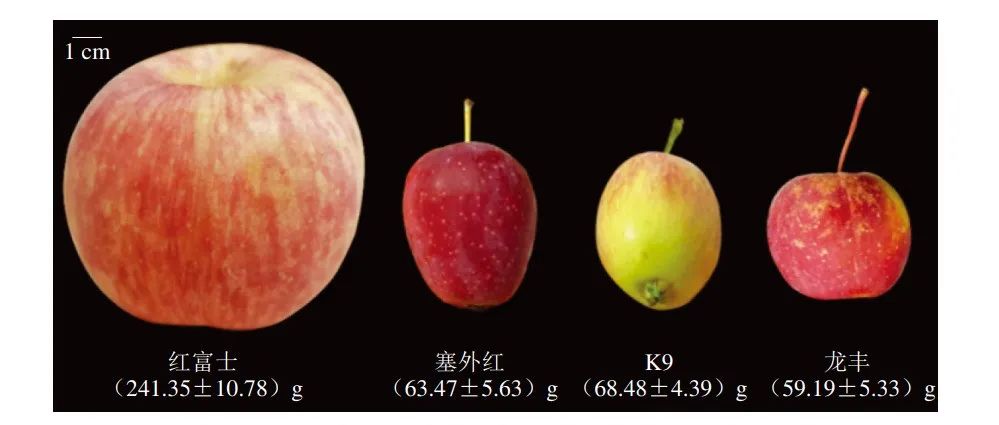 《食品科学》：中央民族大学生王文蜀教授、河南农业大学洪利亚副教授等：比较代谢组学解析3 种中国东北苹果代谢物特征