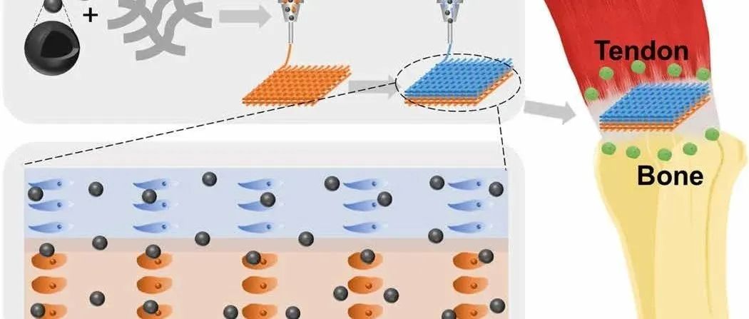 【案例解析】《Science Advances》：如何利用基于硅酸锰纳米颗粒的多细胞水凝胶支架实现肌腱-骨一体化再生？
