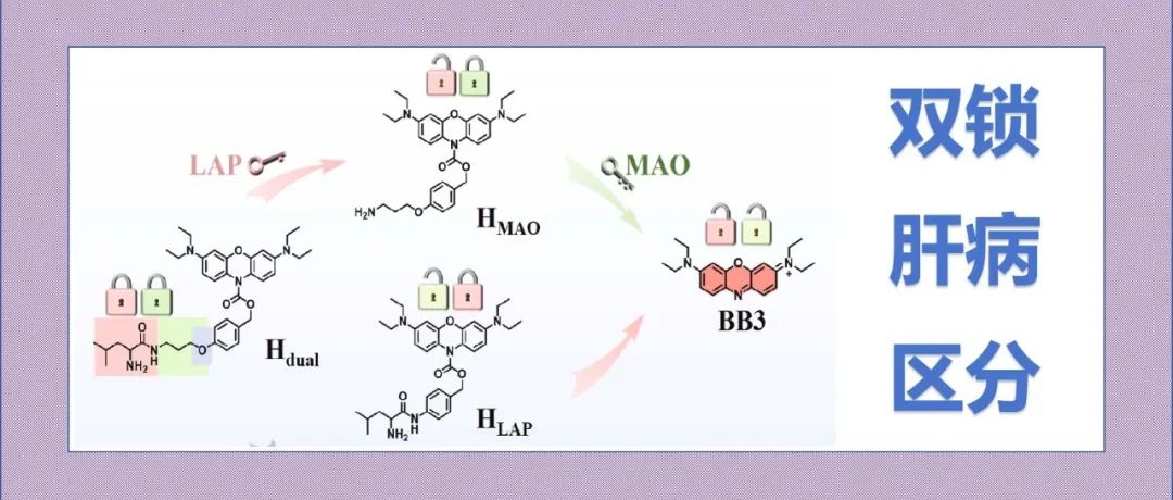 文献分享|一种具有微环境适应性性能的双级联激活分子探针用于肝病的精准区分