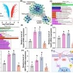 吉大董彪团队J. Colloid. Interf. Sci.：CO气体分子增强抗菌治疗效果——抑制细菌自我感知机制